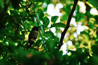 Close-up of bird perching on tree