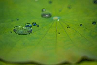Close-up of water drops on leaves