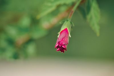 Close-up of flower