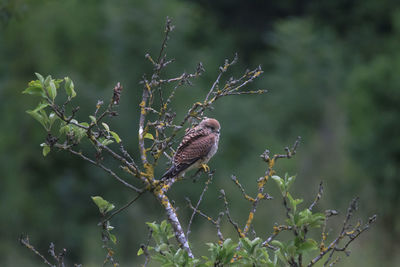 Close-up of bird perching on tree