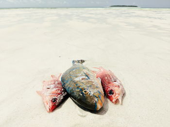 High angle view of fish on beach