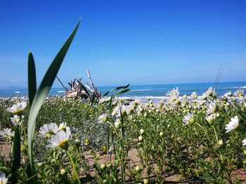 Scenic view of sea against clear sky