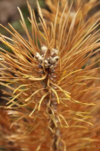 Close-up of yellow flower