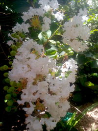 Close-up of white flowers blooming on tree