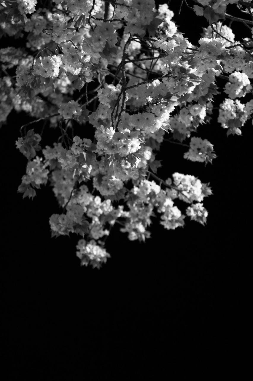 flower, freshness, growth, fragility, beauty in nature, petal, nature, white color, blossom, blooming, flower head, branch, in bloom, close-up, plant, springtime, botany, tree, cherry blossom, no people