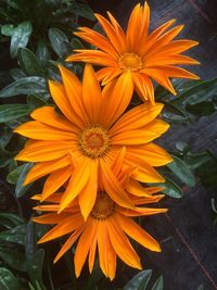 High angle view of orange flowering plant