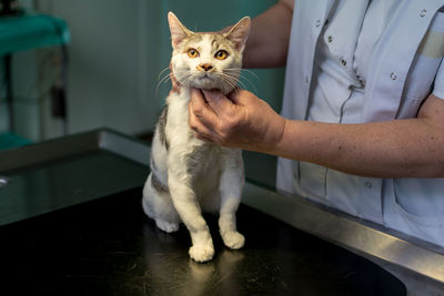 Midsection of doctor examining cat in hospital