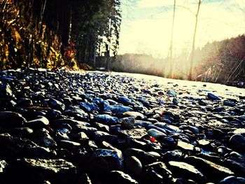 Empty road along trees