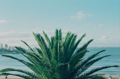 Palm tree against sky