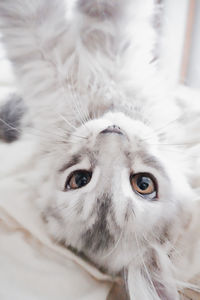 Pretty silver kitten with beautiful eyes 