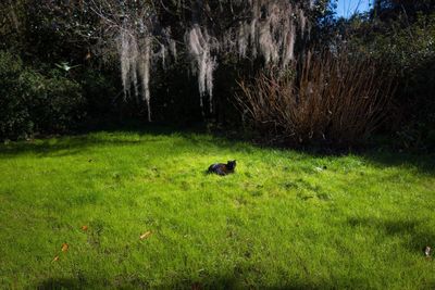 Scenic view of grass and trees
