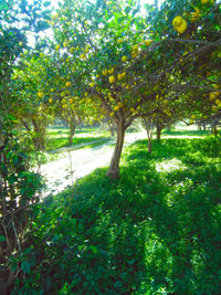 Trees growing in forest