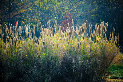 Trees growing in forest