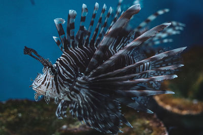 Close-up of fish swimming in sea