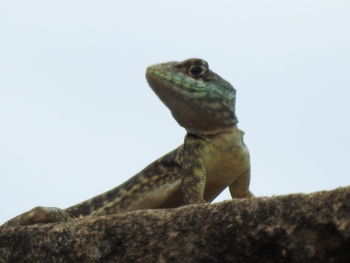 Close-up of lizard on rock