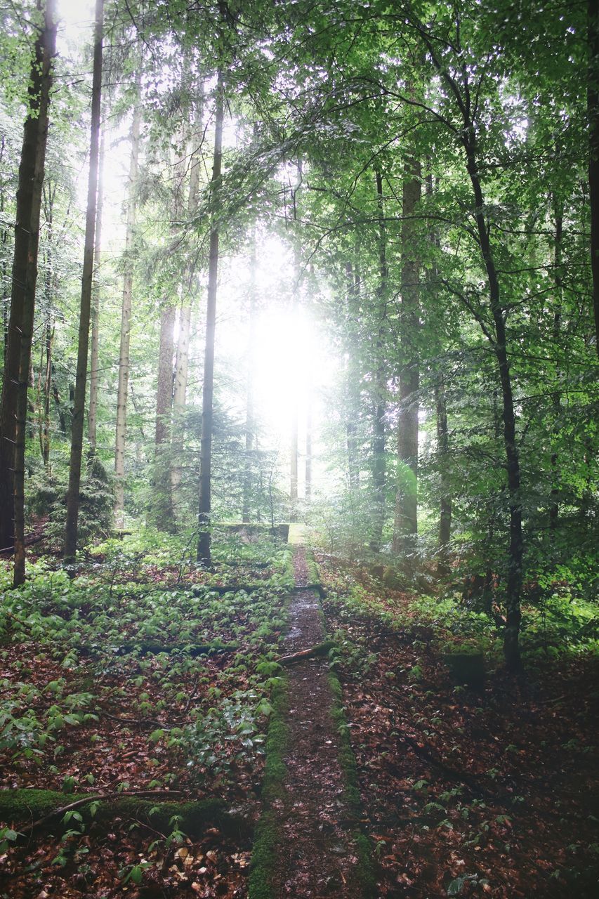 TREES AND PLANTS IN FOREST