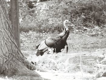 Birds in a forest