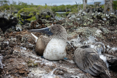 Close-up of duck in water