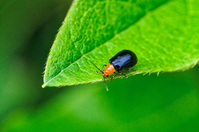 Close-up of insect on leaf