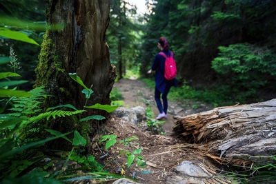Trees and rocks on a hiking trail against out of blur woman with backpack during trekking