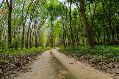 Dirt road amidst trees in forest