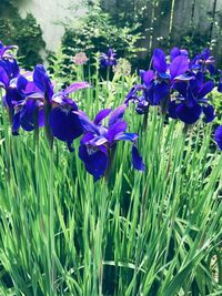 Close-up of purple flowering plants