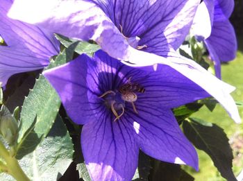 Close-up of purple flower