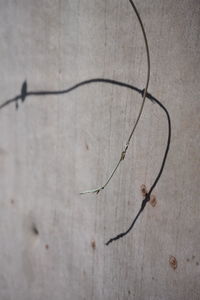 Close-up of insect on wall