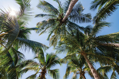 Low angle view of palm trees against sky