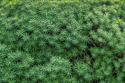 Full frame shot of grass