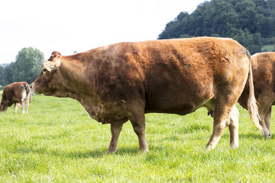 Cows on field against sky