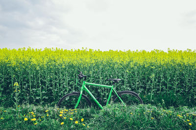 Yellow flowers growing in field