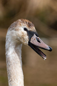 Close-up of bird