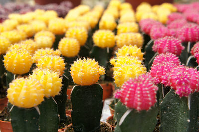 Close-up of fresh yellow cactus flowers