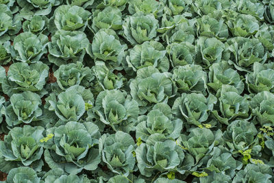 Full frame shot of plants growing on field