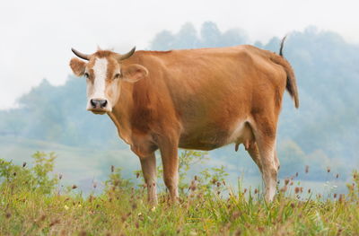 Cow standing in a field