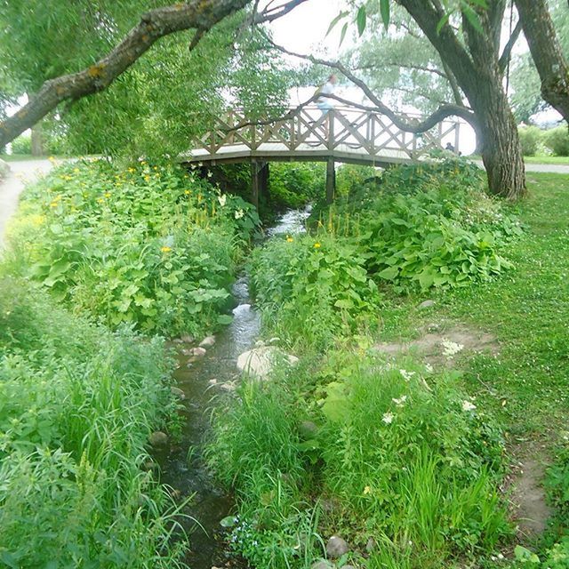 tree, growth, green color, plant, grass, tranquility, nature, branch, beauty in nature, tranquil scene, sunlight, green, lush foliage, day, park - man made space, outdoors, growing, no people, scenics, field