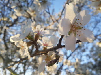 Low angle view of cherry blossom