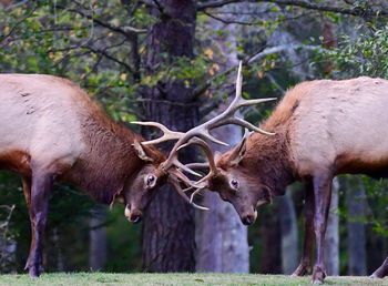 Close-up of deer standing in grass