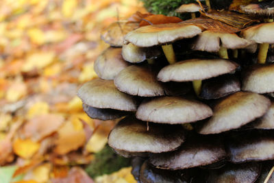 Close-up of mushrooms