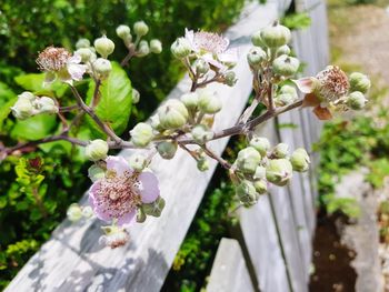 Close-up of white flowering plant