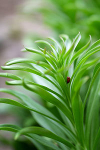 Close up of ladybug climbing on green leaves plant