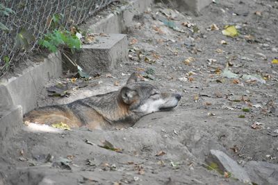 High angle view of animal relaxing on land