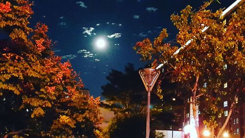 Low angle view of illuminated trees against sky at night