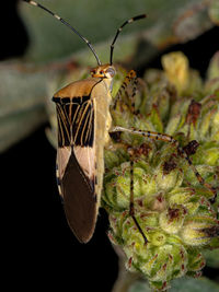 Close-up of butterfly on flower