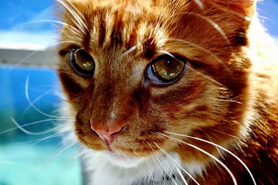 Close-up portrait of cat