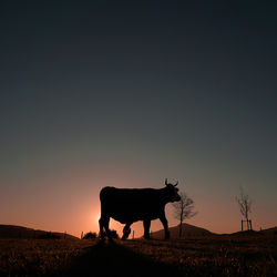 Cows on field against clear sky during sunset