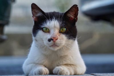 Close-up portrait of cat