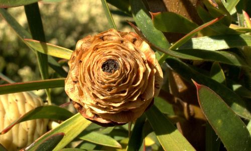 Close-up of plant