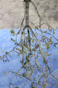 High angle view of flowers growing in water